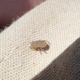 An Ornithodoros tick